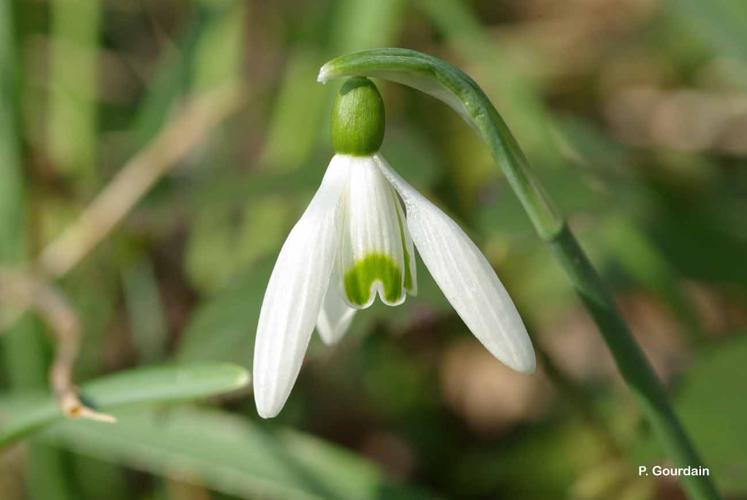 <i>Galanthus nivalis</i> L., 1753 © P. Gourdain