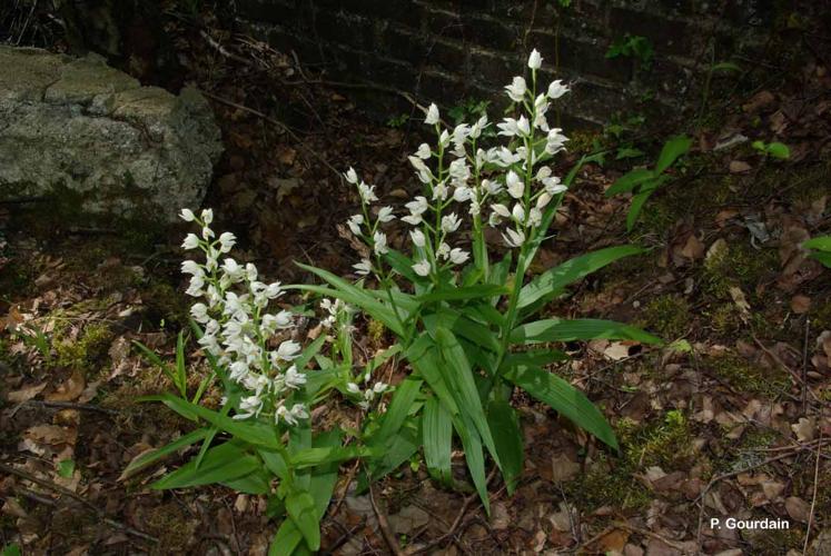 <i>Cephalanthera longifolia</i> (L.) Fritsch, 1888 © P. Gourdain