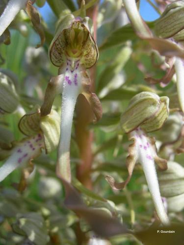 <i>Himantoglossum hircinum</i> (L.) Spreng., 1826 © P. Gourdain