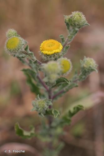 <i>Pulicaria vulgaris</i> Gaertn., 1791 © S. Filoche