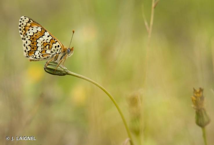 <i>Melitaea cinxia</i> (Linnaeus, 1758) © J. LAIGNEL