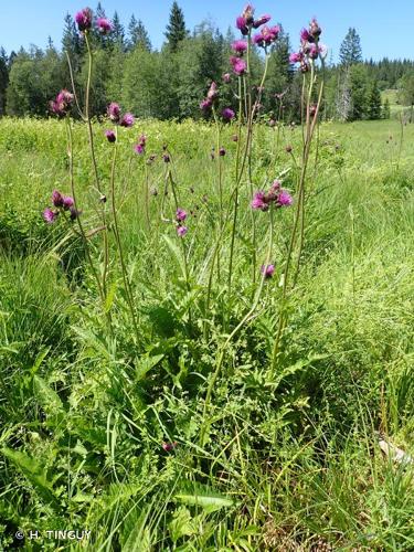 <i>Cirsium rivulare</i> (Jacq.) All., 1789 © H. TINGUY