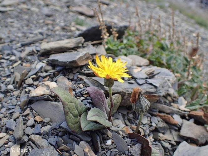 <i>Crepis pygmaea</i> L., 1753 © 