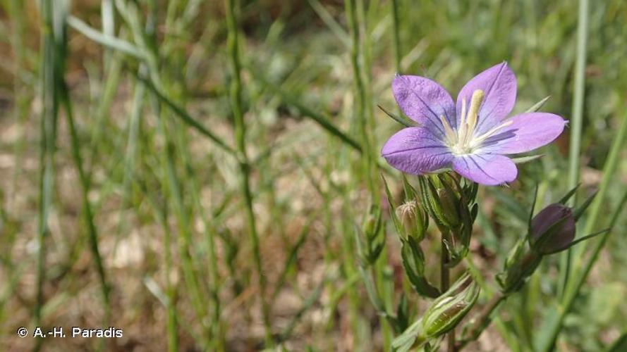 <i>Legousia speculum-veneris</i> (L.) Chaix, 1785 © A.-H. Paradis & R. Poncet