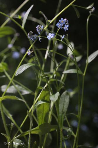 <i>Myosotis decumbens</i> Host, 1827 © O. Nawrot