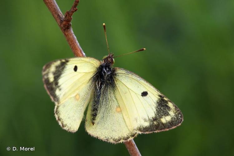 <i>Colias hyale</i> (Linnaeus, 1758) © D. Morel