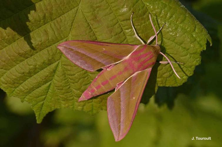 <i>Deilephila elpenor</i> (Linnaeus, 1758) © J. Touroult