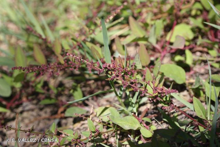 <i>Lipandra polysperma</i> (L.) S.Fuentes, Uotila & Borsch, 2012 © E. VALLEZ / CBNSA