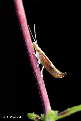 <i>Ypsolopha dentella</i> (Fabricius, 1775) © P. Chatard