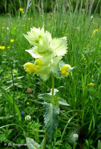 <i>Rhinanthus alectorolophus</i> (Scop.) Pollich, 1777 © O. Roquinarc'h