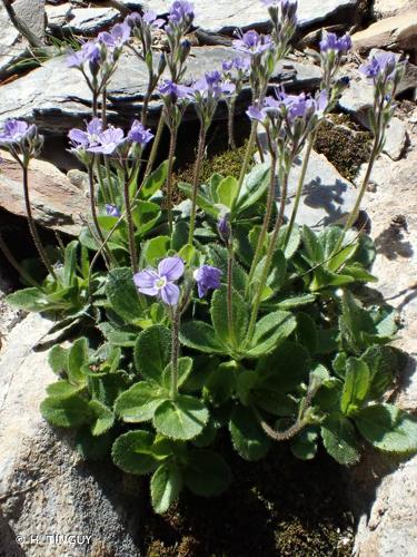 <i>Veronica bellidioides</i> L., 1753 © H. TINGUY