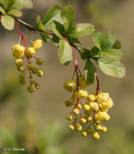 <i>Berberis vulgaris</i> L., 1753 © S. Filoche