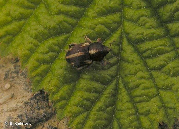 <i>Tychius quinquepunctatus</i> (Linnaeus, 1758) © B. Calmont