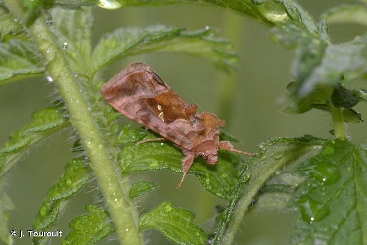 <i>Autographa jota jota</i> (Linnaeus, 1758) © J. Touroult