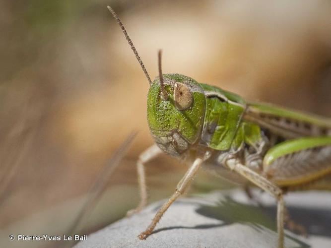 <i>Omocestus viridulus</i> (Linnaeus, 1758) © Pierre-Yves Le Bail