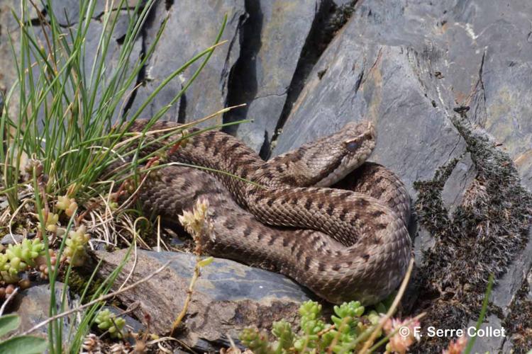 <i>Vipera aspis zinnikeri</i> Kramer, 1958 © F. Serre Collet