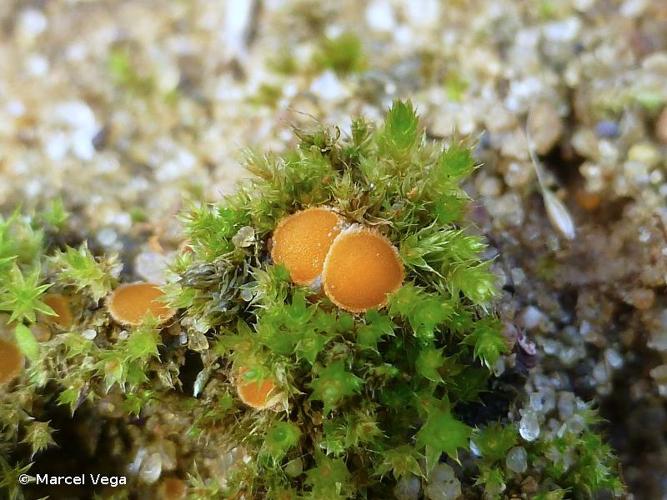 <i>Octospora coccinea</i> (P.Crouan & H.Crouan) Brumm. © Marcel Vega