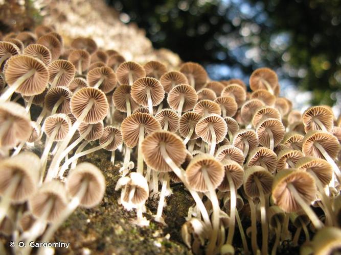 <i>Coprinellus disseminatus</i> (Pers.) J.E. Lange, 1938 © O. Gargominy