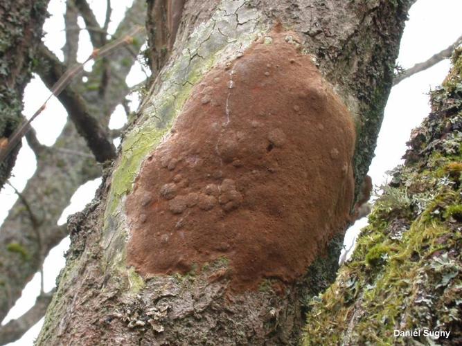 <i>Phellinus punctatus</i> (P.Karst.) Pilát, 1942 © D. Sugny