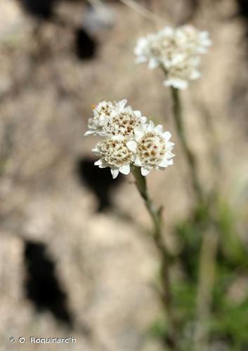 <i>Antennaria dioica</i> (L.) Gaertn., 1791 © O. Roquinarc'h