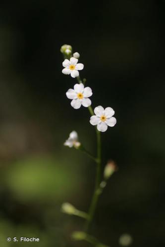 <i>Myosotis scorpioides</i> L., 1753 © S. Filoche