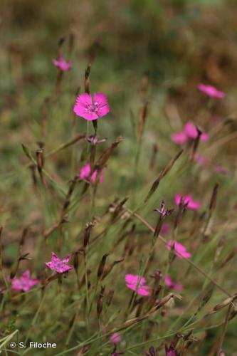 <i>Dianthus deltoides</i> L., 1753 © S. Filoche