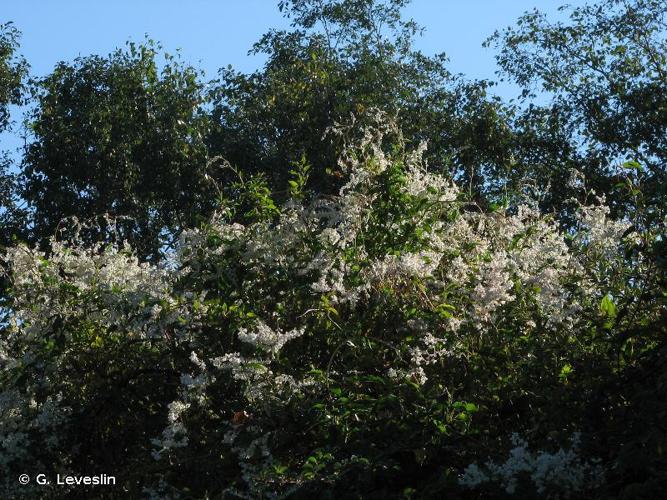 <i>Fallopia baldschuanica</i> (Regel) Holub, 1971 © G. Leveslin