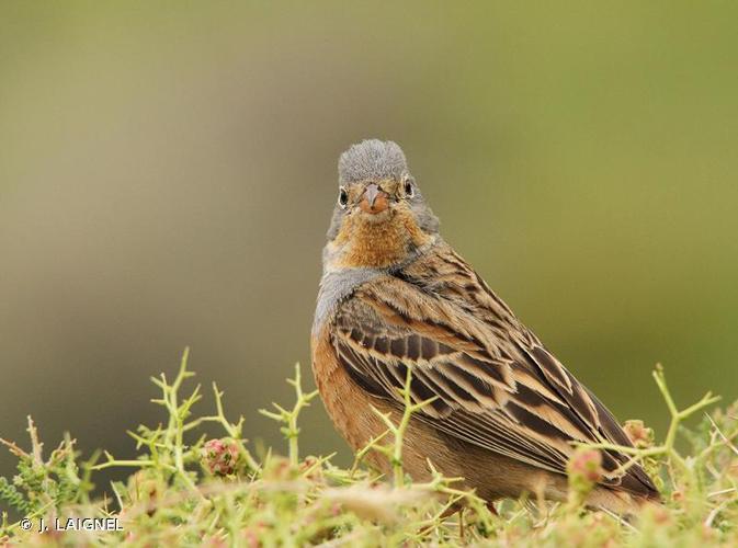 <i>Emberiza caesia</i> Cretzschmar, 1826 © J. LAIGNEL