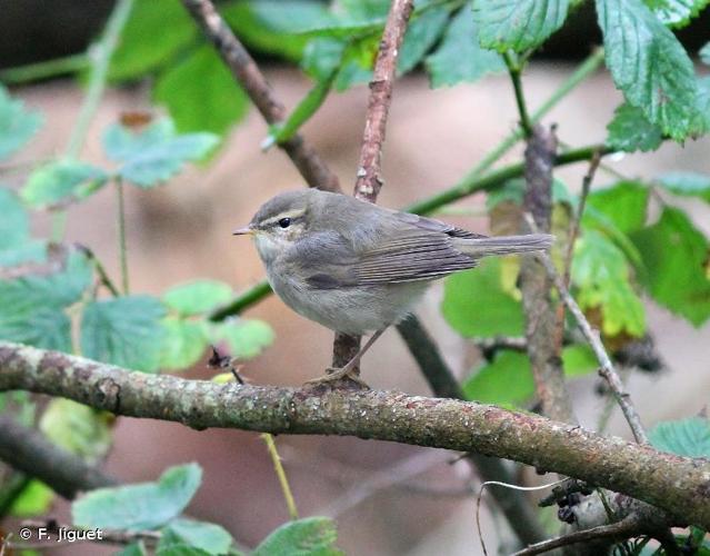 <i>Phylloscopus fuscatus</i> (Blyth, 1842) © F. Jiguet