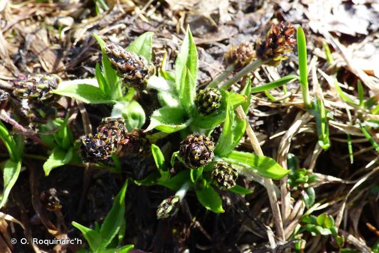 <i>Plantago atrata </i>Hoppe, 1799 subsp.<i> atrata</i> © O. Roquinarc'h