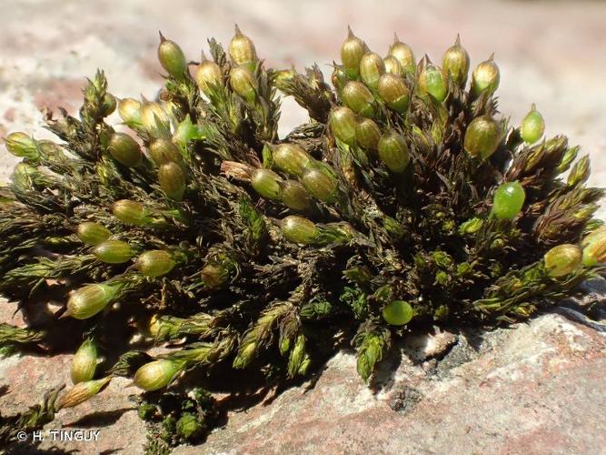 <i>Orthotrichum cupulatum </i>var.<i> riparium</i> Huebener, 1833 © H. TINGUY