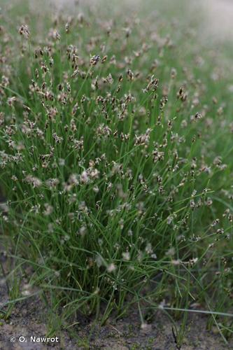 <i>Eleocharis acicularis</i> (L.) Roem. & Schult., 1817 © O. Nawrot