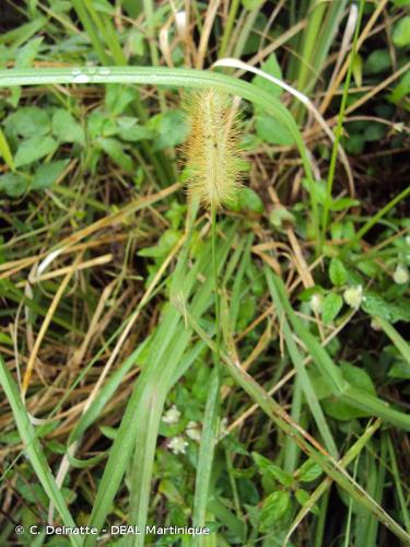 <i>Setaria parviflora</i> (Poir.) Kerguélen, 1987 © C. Delnatte - DEAL Martinique