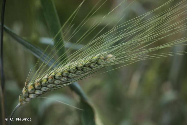 <i>Triticum turgidum </i>L., 1753 subsp.<i> turgidum</i> © O. Nawrot