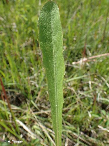 <i>Taraxacum udum</i> Jord., 1852 © H. Tinguy