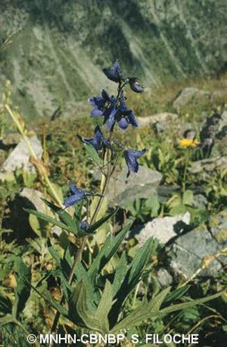 <i>Delphinium elatum</i> L., 1753 © MNHN-CBNBP S. Filoche