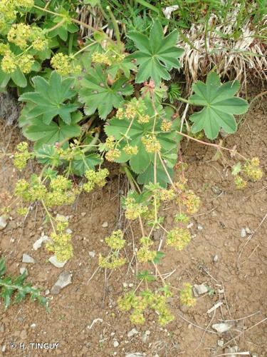 <i>Alchemilla hybrida</i> (L.) L., 1756 © H. TINGUY