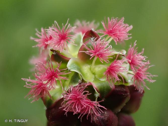 <i>Poterium sanguisorba</i> L., 1753 © H. TINGUY