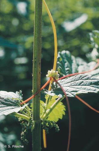 <i>Cuscuta europaea</i> L., 1753 © S. Filoche