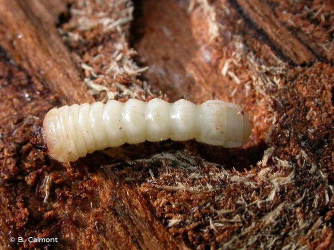 <i>Acanthocinus reticulatus</i> (Razoumowsky, 1789) © B. Calmont