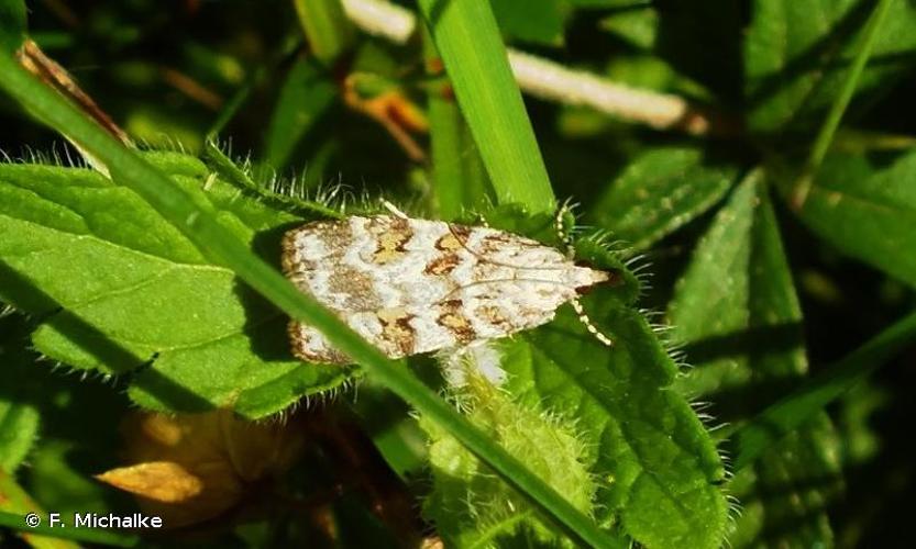 <i>Scoparia pyralella</i> (Denis & Schiffermüller, 1775) © F. Michalke