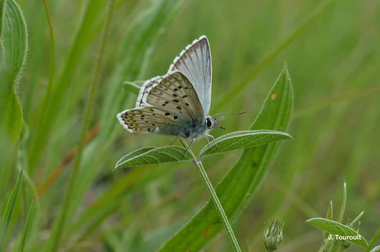 <i>Lysandra hispana</i> (Herrich-Schäffer, 1852) © J. Touroult