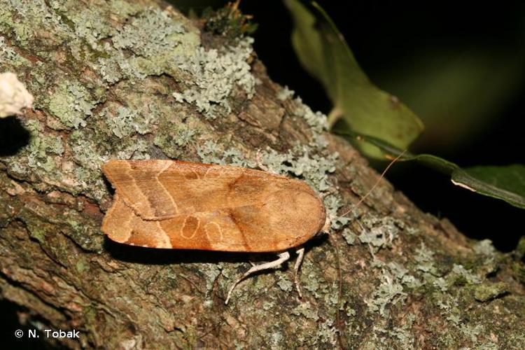 <i>Noctua fimbriata</i> (Schreber, 1759) © N. Tobak