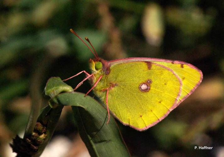 <i>Colias alfacariensis</i> Ribbe, 1905 © P. Haffner