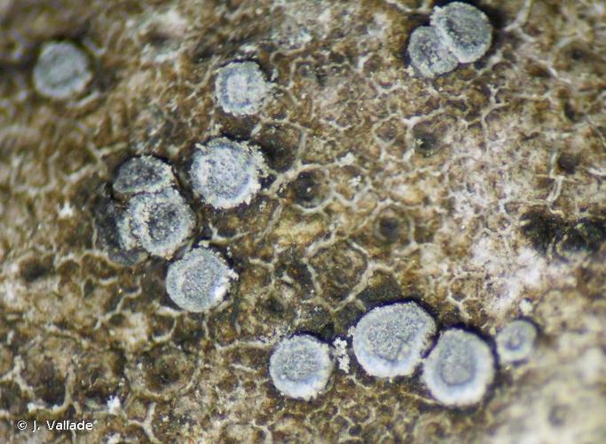 <i>Lecanora dispersa</i> (Pers.) Sommerf. © J. Vallade