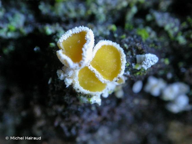 <i>Lachnellula resinaria </i>var.<i> calycina</i> (Sacc.) Baral © Michel Hairaud