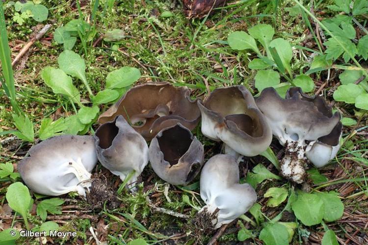 <i>Helvella confusa</i> Harmaja, 1977 © Gilbert Moyne