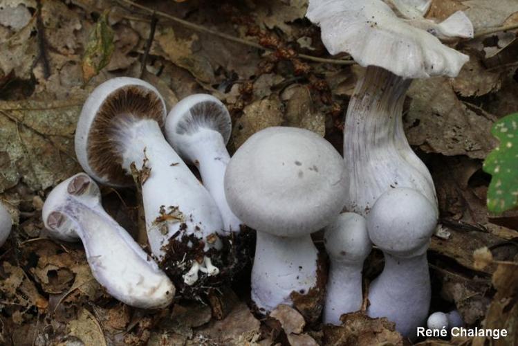 <i>Cortinarius alboviolaceus</i> (Pers. : Fr.) Fr. © R. Chalange