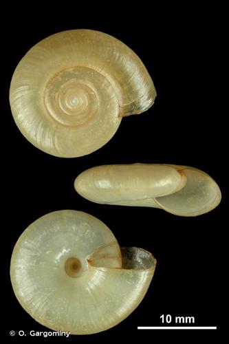 <i>Oxychilus tropidophorus</i> (J. Mabille, 1869) © O. Gargominy