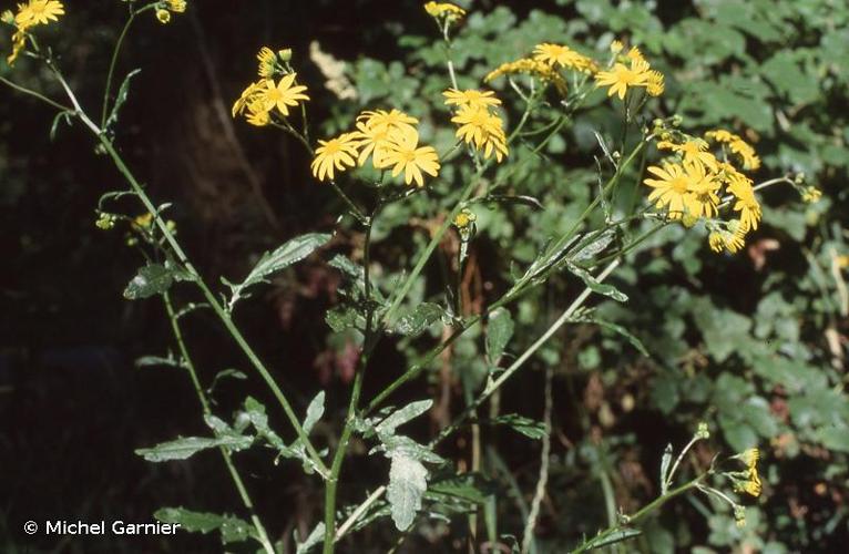 <i>Jacobaea aquatica</i> (Hill) G.Gaertn., B.Mey. & Scherb., 1801 © Michel Garnier